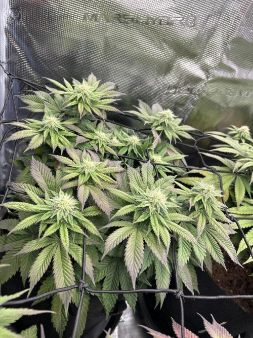 Cookie Casket. Week 11