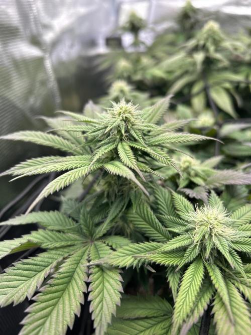 Cookie Casket. Week 11