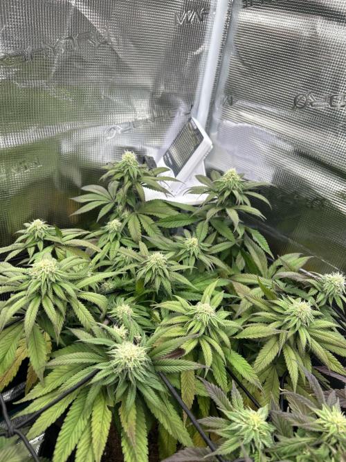 Cherry Zelato (Cookies). Week 11