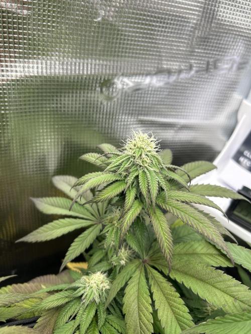 Cherry Zelato. Week 11