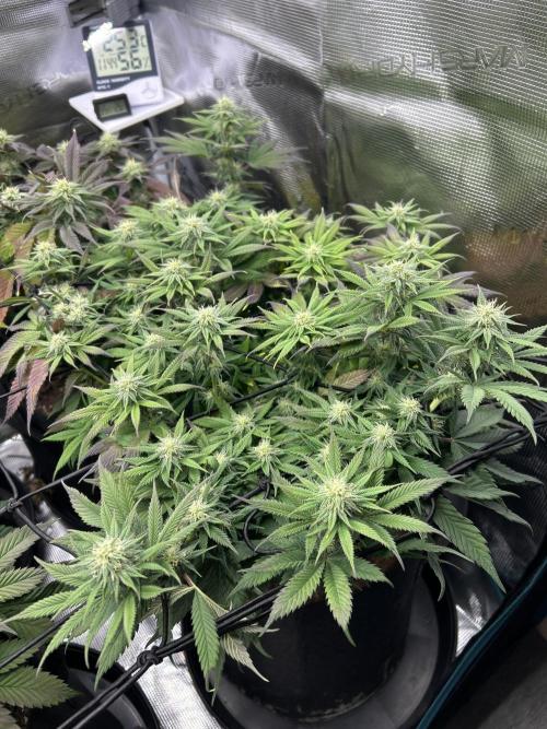Lemon Cherry Gelato. Week 12