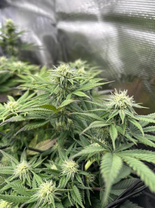Lemon Cherry Gelato. Week 12