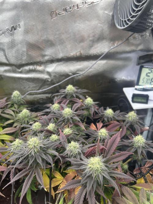 Rainbow Sherbert. Week 13