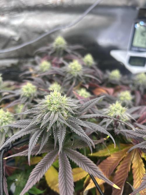 Rainbow Sherbert. Week 13