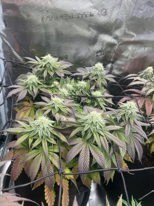 Cookie Casket. Week 12