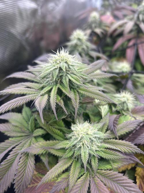 Cookie Casket. Week 12