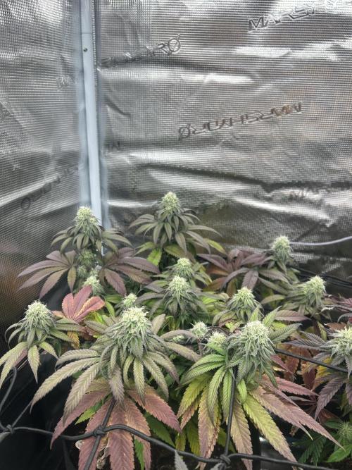 Cherry Zelato (Cookies). Week 12