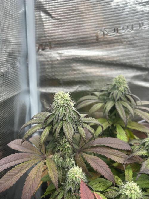 Cherry Zelato. Week 12