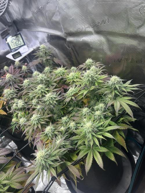 Lemon Cherry Gelato. Week 13