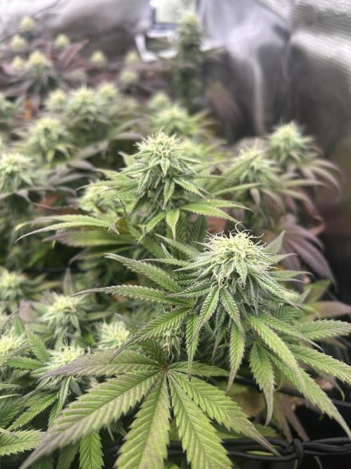 Lemon Cherry Gelato. Week 13