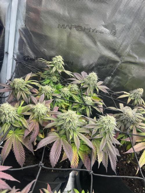 Cookie Casket. Week 13