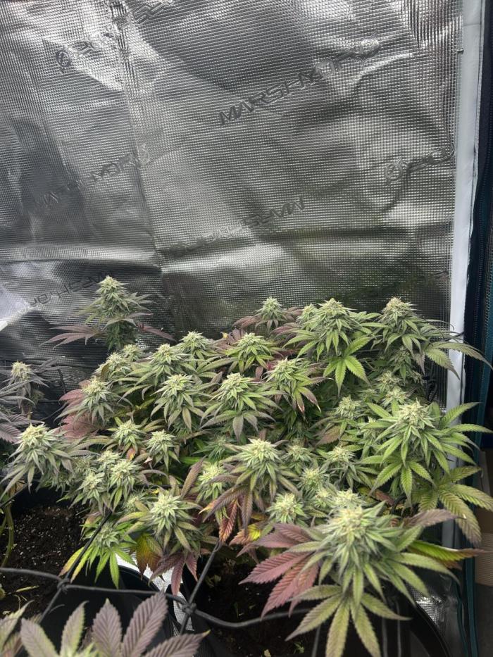 Lemon Cherry Gelato. Week 14