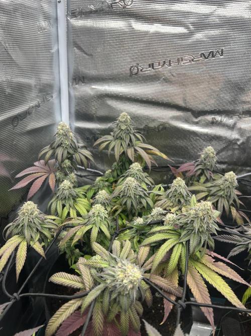 Cherry Zelato (Cookies). Week 13