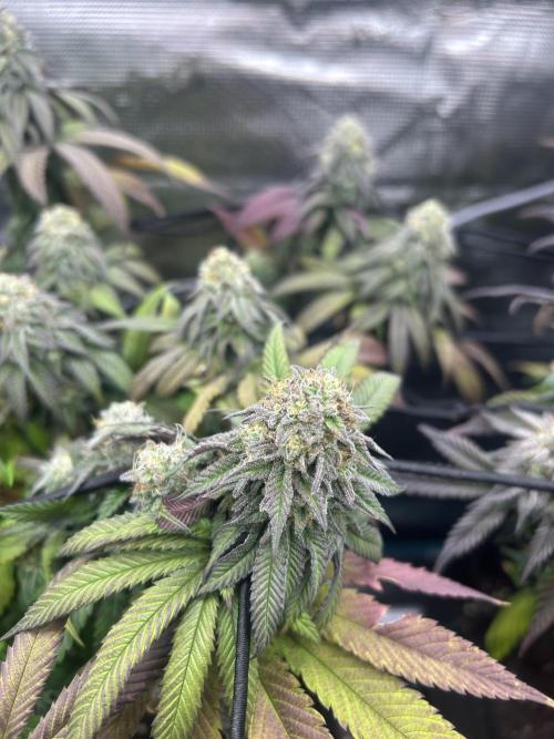 Cherry Zelato (Cookies). Week 13