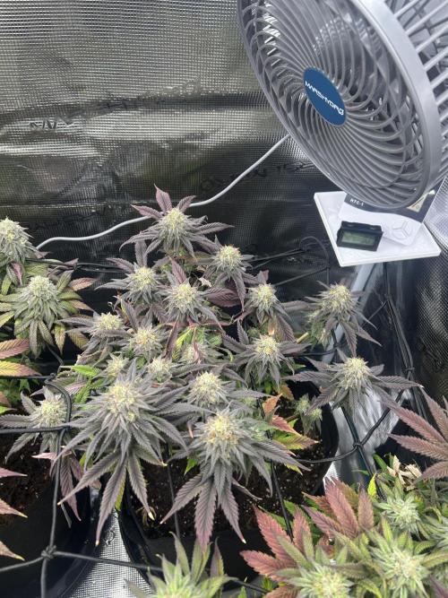 Rainbow Sherbert. Week 14