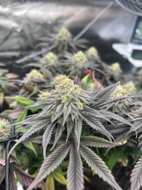 Rainbow Sherbert. Week 14