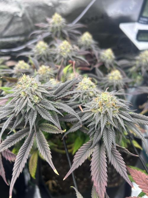 Rainbow Sherbert. Week 14
