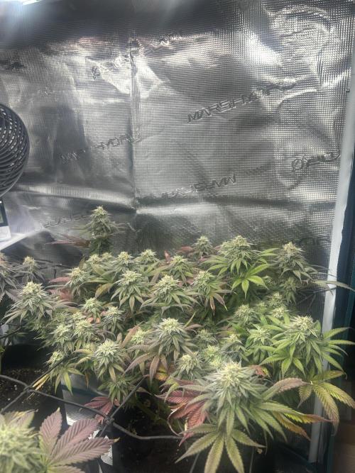 Lemon Cherry Gelato. Week 15