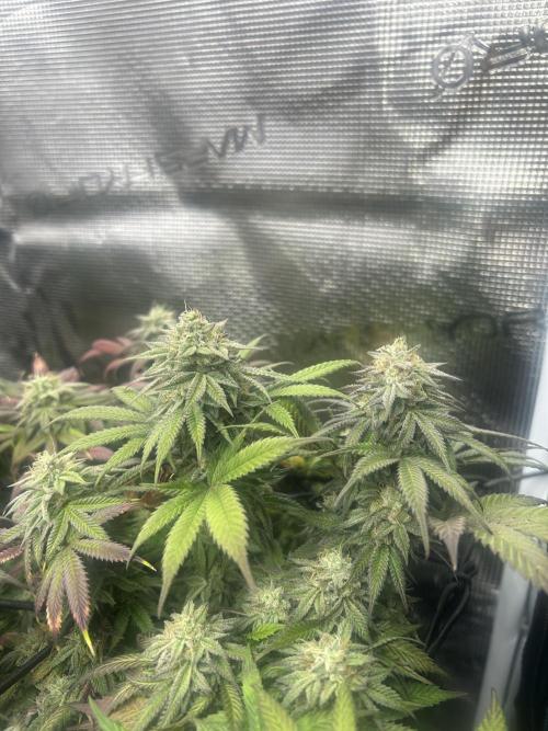 Lemon Cherry Gelato. Week 15
