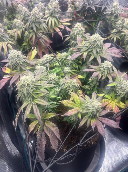 Cookie Casket. Week 14