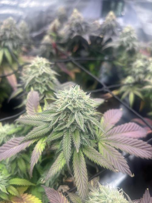 Cookie Casket. Week 14