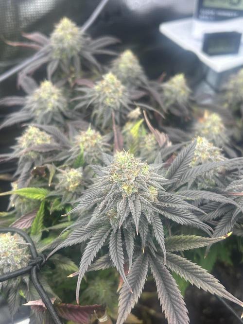 Rainbow Sherbert. Week 15