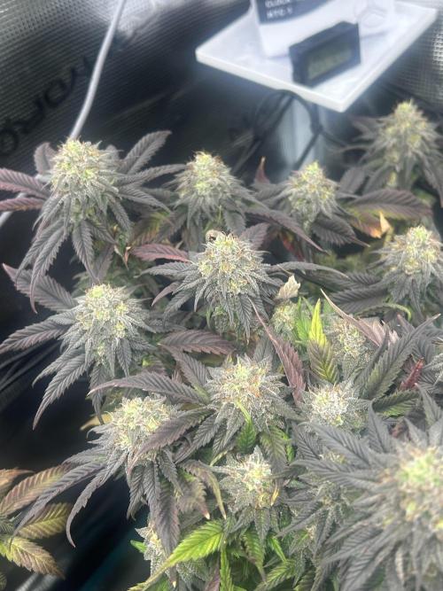 Rainbow Sherbert. Week 15