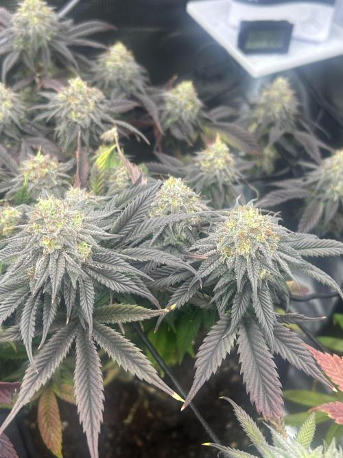 Rainbow Sherbert. Week 15