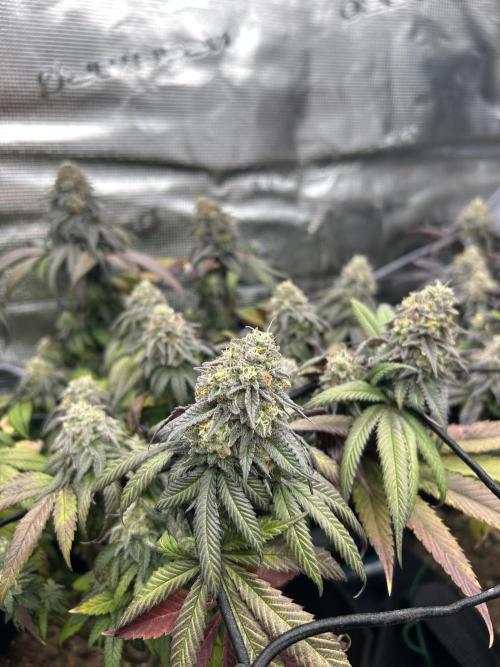 Cherry Zelato (Cookies). Week 14
