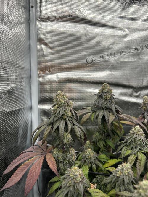Cherry Zelato (Cookies). Week 14