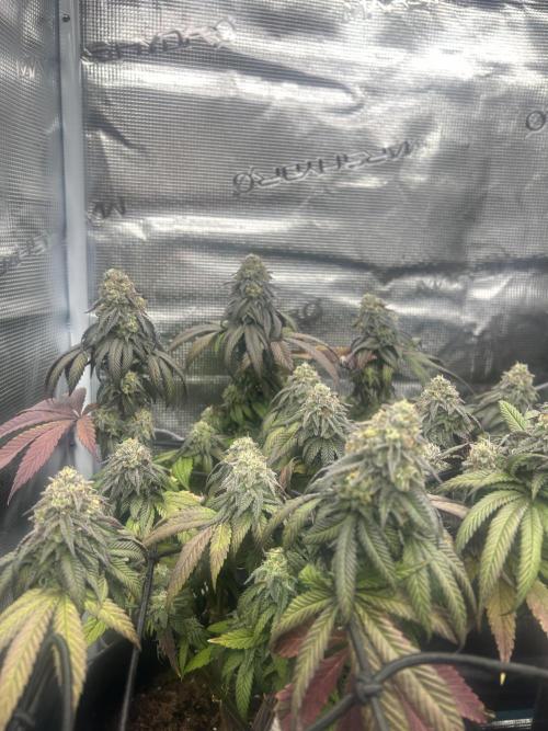 Cherry Zelato (Cookies). Week 14