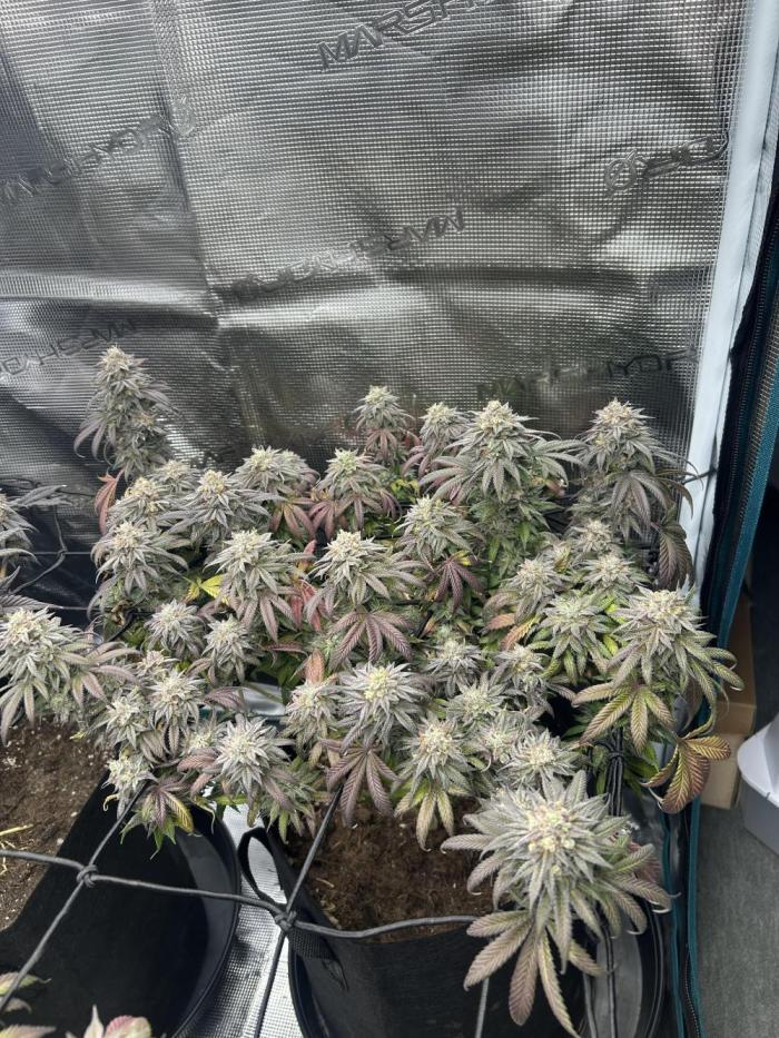 Lemon Cherry Gelato. Week 16