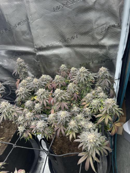 Lemon Cherry Gelato. Week 16