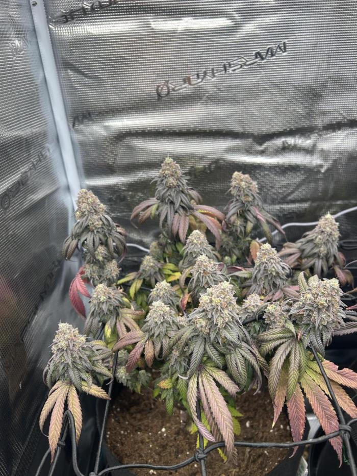 Cherry Zelato (Cookies). Week 15