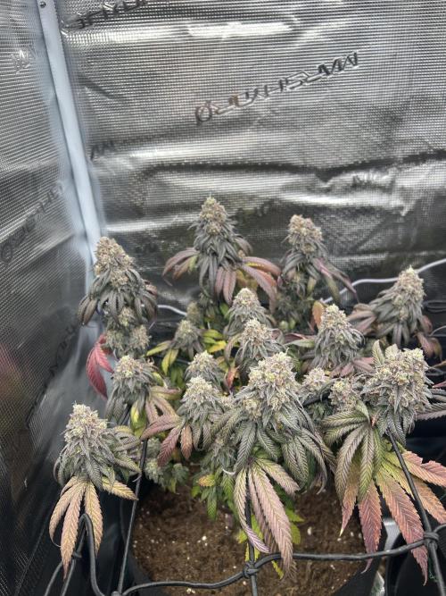 Cherry Zelato. Week 15