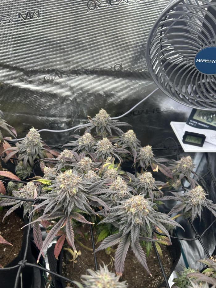 Rainbow Sherbert. Week 16