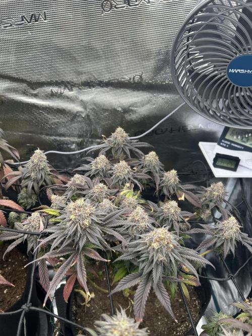 Rainbow Sherbet. Week 16