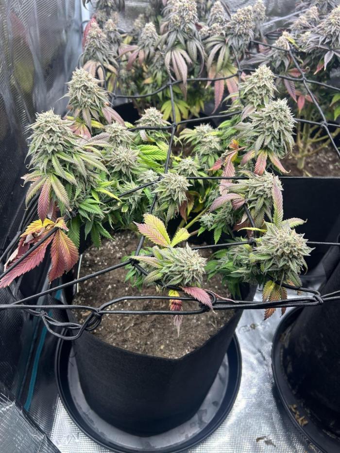 Cookie Casket. Week 15