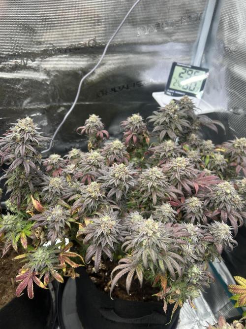 Lemon Cherry Gelato. Week 17