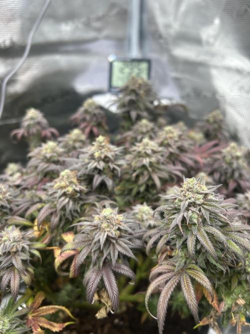 Lemon Cherry Gelato. Week 17