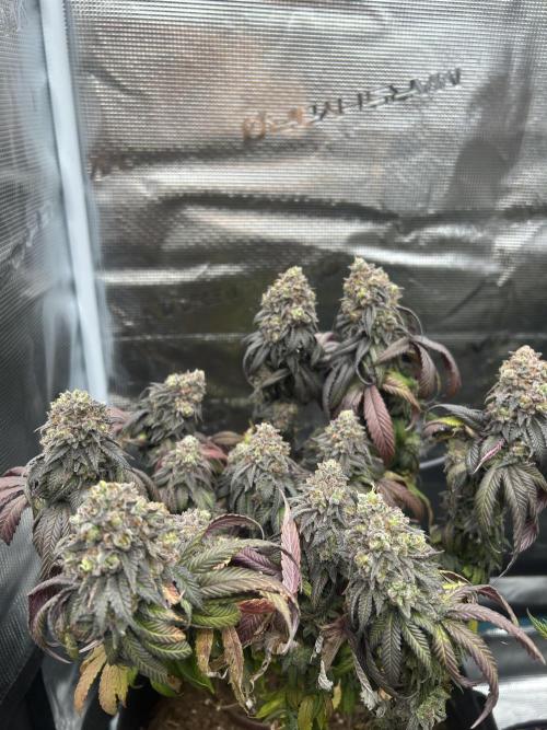 Cherry Zelato (Cookies). Week 16