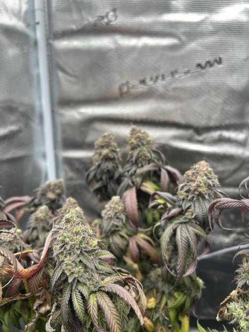 Cherry Zelato. Week 16