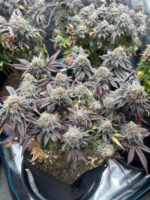 Rainbow Sherbert. Week 17