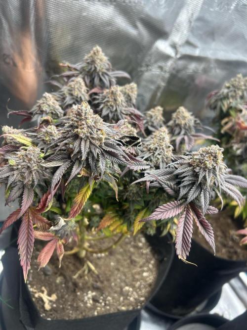 Rainbow Sherbet. Week 17