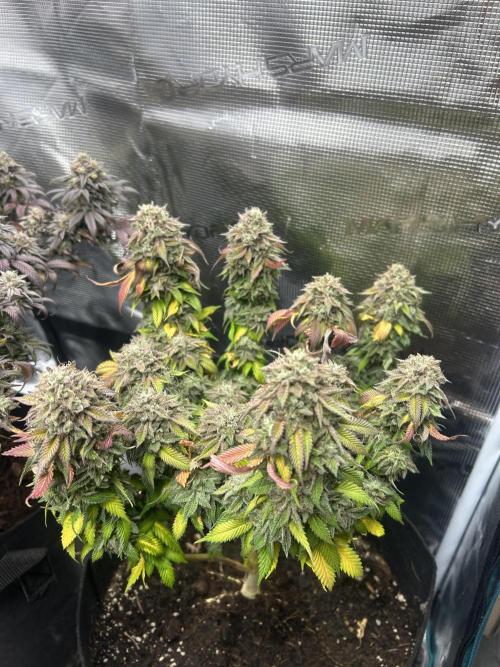 Cookie Casket. Week 16