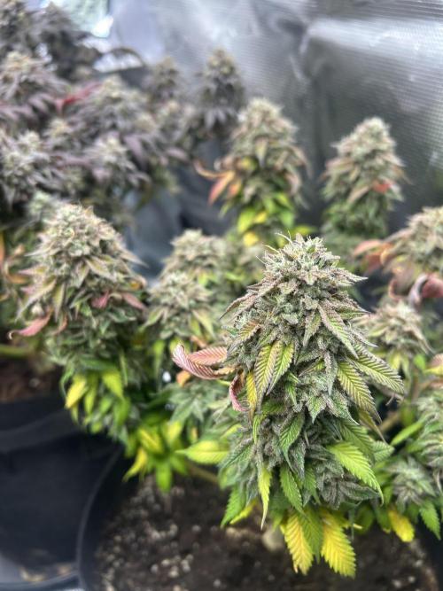 Cookie Casket. Week 16