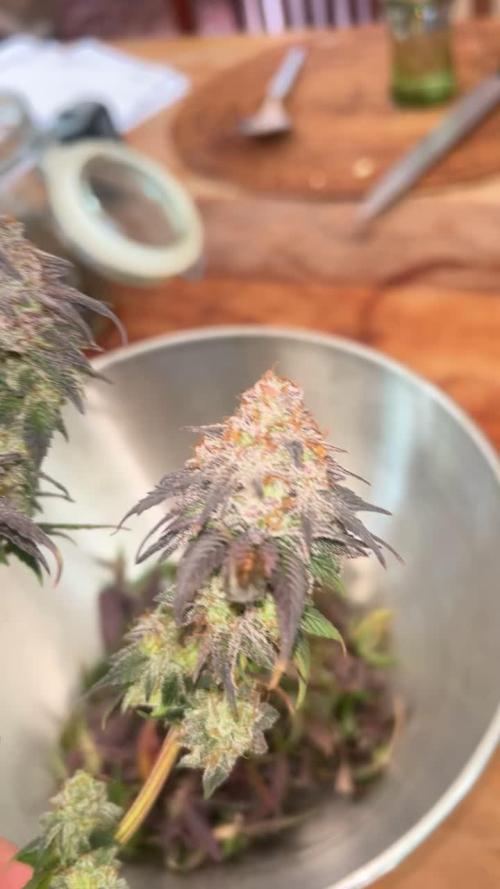 Rainbow Sherbert