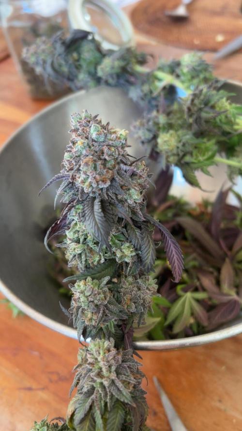 Cherry Zelato (Cookies). Week 17
