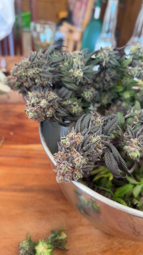 Cherry Zelato (Cookies). Week 17