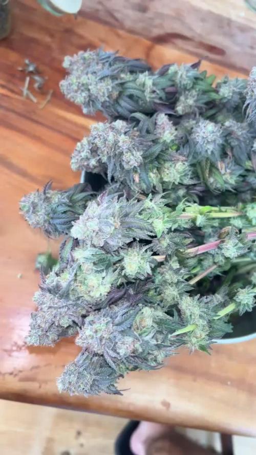 Cherry Zelato (Cookies)
